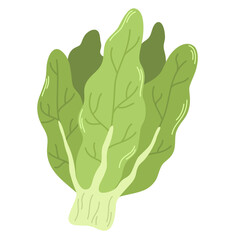 Bunch of green fresh lettuce leaves. Icon of raw leafy vegetable. Leaf veggie. Flat vector illustration of healthy vegetarian food isolated on white background