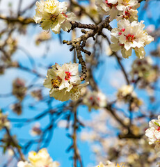 Bees collect precious nectar