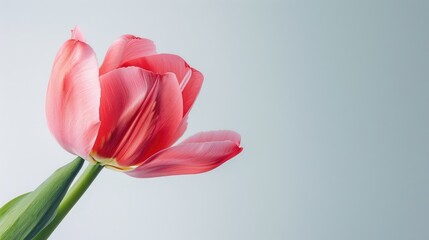 Fototapeta premium Pink tulip flower on light background