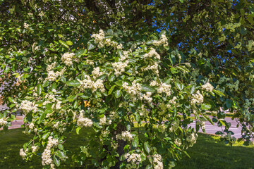 Flowering Swedish whitebeam in the summer