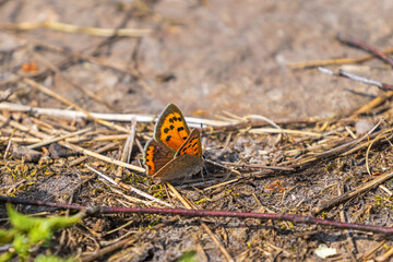 Small copper butterfly sitting on the ground