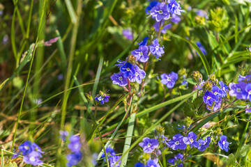 Flowering Germander speedwell in a meadow