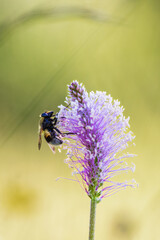 Close up at a Bumblebee on a flowering Hoary plantain