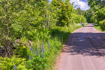 Gravel road with flowering lupins at the roadside