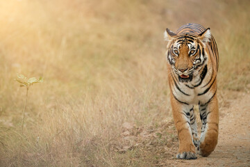 Majestic Bengal tiger walking on a grassy path during golden sunset in natural habitat, showcasing the power and beauty of wildlife in Nagarhole national park, Kabini, India. 
