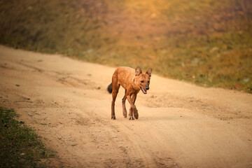 Fototapeta premium Wild dhole,Cuon alpinus, walking on a forest path in Nagarhole National Park, Kabini, India, showcasing the elusive beauty of Indian wildlife.