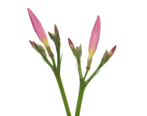 Nerium, oleander or rosebay with pink bud, flowers isolated on white, clipping