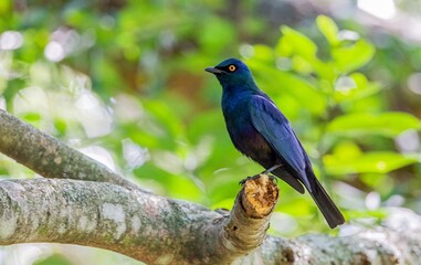 Cape glossy starling (Lamprotornis nitens) is a species of starling in the family Sturnidae. It is found in southern Africa, where it lives in woodlands, bushveld and in suburbs.
