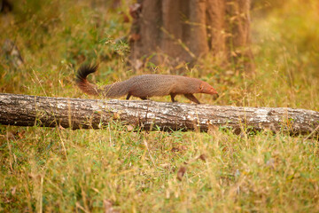 Indian gray mongoose, Herpestes edwardsii, running on a fallen tree in Nagarhole National Park, India. Captured in natural habitat with lush greenery and golden light.