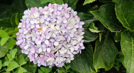 Wild flower blooming in Bhimtal, Uttarakhand.
