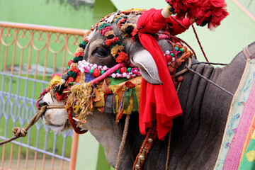  Happy Pongal religious traditional festival of south Indian cow with traditional decoration