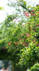 Obraz premium The fresh flowers blooming in the garden in spring