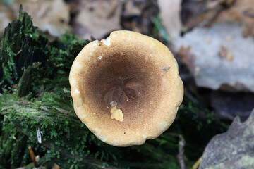 Hygrophoropsis rufa, also called Hygrophoropsis aurantiaca var. rufa, commonly known as false chanterelle, wild mushroom from Finland