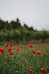 Fototapeta premium Bright red papaver flowers on the dark green natural background. Blooming poppies close up in the grass. Scarlet wildflowers in the summer field in the mountains