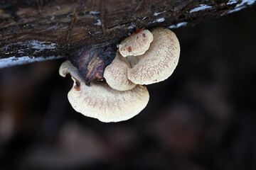 Panellus stipticus, commonly known as the bitter oyster, astringent panus or luminescent panellus, wild mushroom from Finland