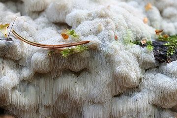 Physisporinus vitreus, a wood-decay polypore from Finland, no common English name