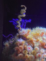 Coral reef in aquarium