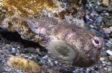 Spiny lumpsucker attached to glass