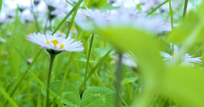 spring, white daisy flower field meadow, field of white daisies waving with bottom view point, concept of spring coming nature, flowers, spring, biology