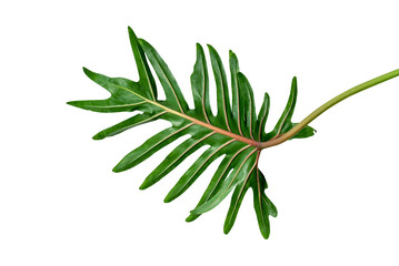 Fresh green Philodendron Xanadu leaf transparent png