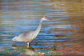 Grey heron standing in water with colorful refletion