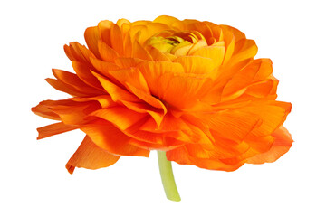 PNG Blooming orange ranunculus flower, collage element, transparent background
