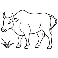 bull-eating-grass-white-background 