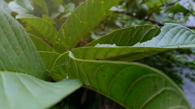 Close up, guava leaves swaying in the wind with blurry background.