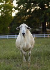White sheep ram looking at the camera