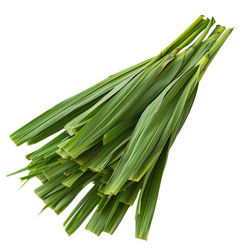 Studio shot of fresh pandan leaves on a transparent background, PNG, isolated
