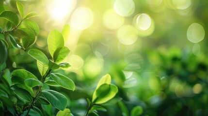 Naklejka premium Nature s green background with sunlit bokeh effects