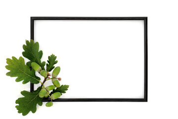 Green oak leaves and acorn nuts background border on white. Minimal summer lush green leaf design...