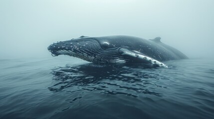 Naklejka premium Humpback whale breaching in foggy waters