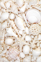 Sea shell background with large collection of white shells. Nature marine life decorative composition for summer theme greeting card.