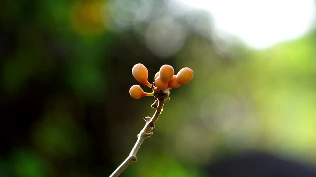 Uvaria rufa (susung kalabaw, Carabao teats, Torres Strait scrambler, triəl sva). The fruits of Uvaria rufa are edible, having a sharp sweet-sour taste