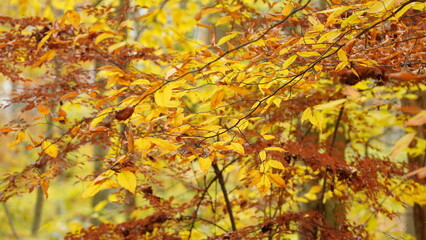 The colorful forest view in the natural park in autumn