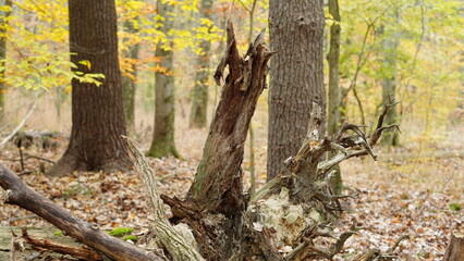 The colorful forest view in the natural park in autumn