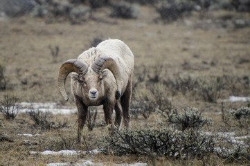 Bighorn Sheep (Ovis canadensis) ram standing on prairie, looking at camera, during winter at Yellowstone National Park, Wyoming, United States of America.