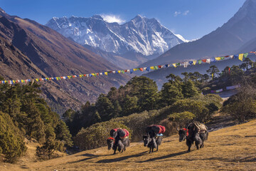 Yaks carrying load towards the Tengboche Monastery