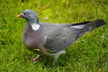 Close up of Common Wood Pigeon (Columba palumbus) family Columbidae. Hanover, Germany.

