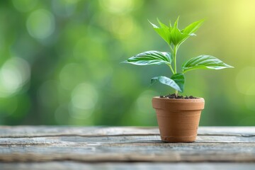 Obraz premium A small potted plant sits on a wooden table, bathed in warm sunlight and surrounded by a lush green background.