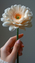 White gerbera in hand with white skin against grey background, floral minimalism still life fashion photography