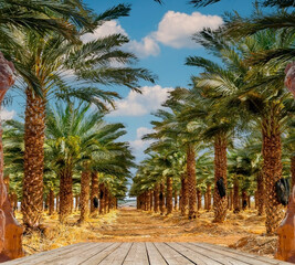 Obraz premium Date palm is iconic ancient plant and famous industrial food crop in the Middle East and North Africa
