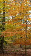 Obraz premium The colorful forest view in the natural park in autumn