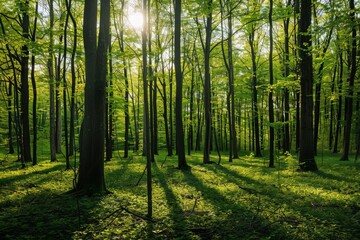 Obraz premium Sunlit Forest Landscape