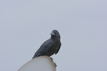 Raven