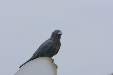 Raven