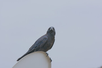 Raven