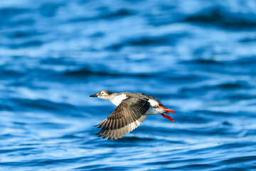 ケイマフリ冬羽の飛翔