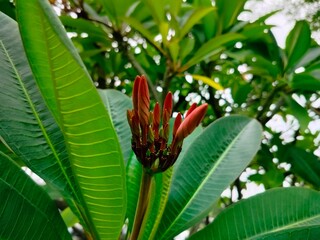 close up of a tropical flower